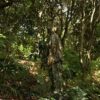 Ginsco Ghillie Suit Full Face Mask Gloves Set, 3D Leafy Camo Suit for Men, Outdoor Hunting Photography - Image 2