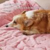 Bedsure 1 Pack 3 Dog Blankets for Small Dogs - 3pcs Washable Fluffy Fuzzy Puppy Cat Blanket with Premium 300GSM Coral Fleece Soft for Pet Kitten Doggy, 16x23, Pink